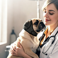 🐶Protetor de Ouvidos Impermeável e Relaxante para Cães | Acalma Instantaneamente os Cães Ansiosos – Proteção com Cancelamento de Ruído para Fogos de Artifício e Trovões