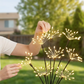 🏆ÚLTIMO DIA DE PROMOÇÃO: 50% DE DESCONTO!!🎁Luzes de jardim solares com efeito de fogos de artifício